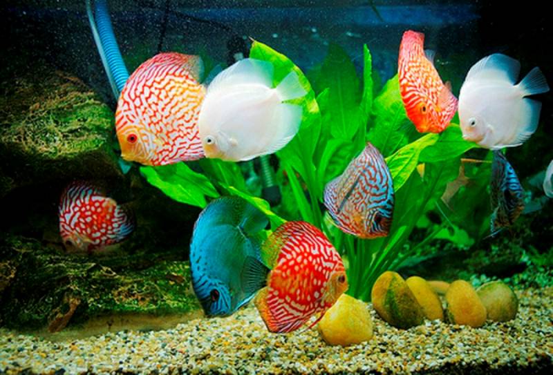 Nằm Mơ Thấy Cá Đánh Con Gì? Gợi Ý Con Số Đánh Bao Trúng 6 Gặp cá cảnh trong bể